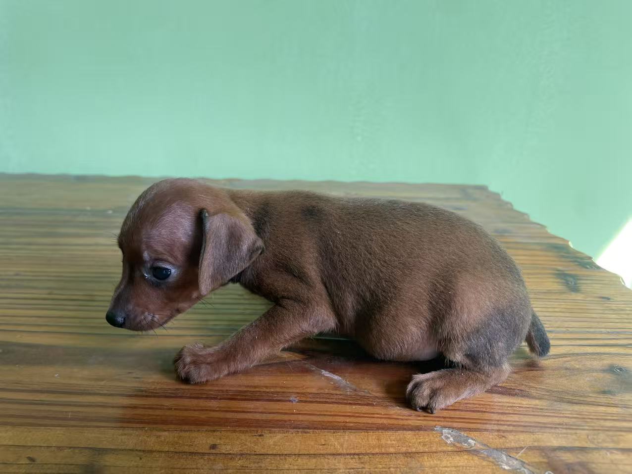 枣红色小鹿犬，长不大 性格活泼好动。